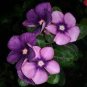 10 PCS Seeds Violet Star Vinca Flower