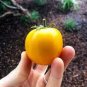 100 PCS Seeds Wapsipinicon Peach Heirloom Tomato Bonsai