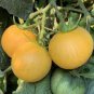 100 PCS Seeds Wapsipinicon Peach Heirloom Tomato Bonsai