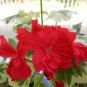 10 PCS Seeds Warrenorth Smokey Quartz Zonal Geranium