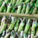 400 PCS Seeds Wasabi