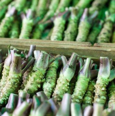 400 PCS Seeds Wasabi