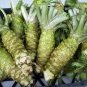 400 PCS Seeds Wasabi