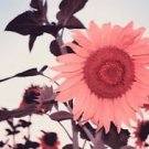 100 PCS Seeds Water Pink Sunflower 100 PCS Seeds Water Pink Sunflower