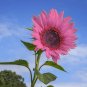 100 PCS Seeds Water Pink Sunflower