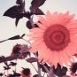 1000 PCS Seeds Water Pink Sunflower