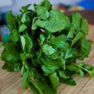 500 PCS Seeds Watercress Greens Aqua 500 PCS Seeds Watercress Greens Aqua