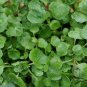500 PCS Seeds Watercress Greens Aqua