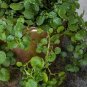 500 PCS Seeds Watercress Greens Aqua