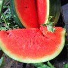 22 PCS Seeds Watermelom Black Skin Fresh Red Inside Big Melon 22 PCS Seeds Watermelom Black Skin Fresh Red Inside Big Melon