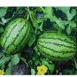 6 PCS Seeds Watermelon Dark Green Stripe Red Inside Fruit