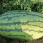 6 PCS Seeds Watermelon Dark Green Stripe Red Inside Fruit