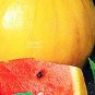 20 PCS Seeds Watermelon 'Gift of the Sun' Yellow Skin Red Inside Fruit