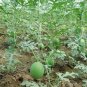 6 PCS Seeds Watermelon Light Green Stripe Red Inside Fruit