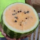 20 PCS Seeds Watermelon Orange Rare Organic Fruit 20 PCS Seeds Watermelon Orange Rare Organic Fruit