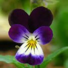 200 PCS Seeds Wavy Viola Tricolor Pansy Flower
