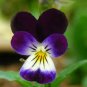 200 PCS Seeds Wavy Viola Tricolor Pansy Flower
