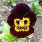 200 PCS Seeds Wavy Viola Tricolor Pansy Flower