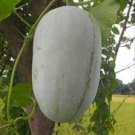 12 PCS Seeds Wax Gourd White Skin Fuzzy Winter MelonWhite Ash Benincasa Hispida