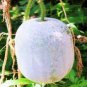 12 PCS Seeds Wax Gourd White Skin Fuzzy Winter MelonWhite Ash Benincasa Hispida