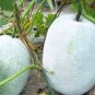 12 PCS Seeds Wax Gourd White Skin Fuzzy Winter MelonWhite Ash Benincasa Hispida