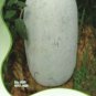 12 PCS Seeds Wax Gourd White Skin Fuzzy Winter MelonWhite Ash Benincasa Hispida