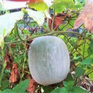 12 PCS Seeds Wax Gourd White Skin Fuzzy Winter MelonWhite Ash Benincasa Hispida