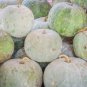 12 PCS Seeds Wax Gourd White Skin Fuzzy Winter MelonWhite Ash Benincasa Hispida
