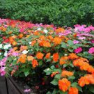 10 PCS Seeds Welcome to Growwithus