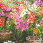 10 PCS Seeds Welcome to Growwithus