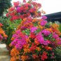 10 PCS Seeds Welcome to Growwithus