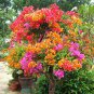 10 PCS Seeds Welcome to Growwithus