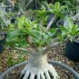 2 PCS Seeds White Adenium Desert Rose with Orange edge Flower