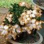 2 PCS Seeds White Adenium Desert Rose with Orange edge Flower