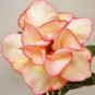 2 PCS Seeds White Adenium Desert Rose with Orange edge Flower