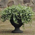 100 PCS Seeds White Bacopa Perfect Flowers for Hanging Baskets and Windowboxes 100 PCS Seeds White Bacopa Perfect Flowers for Hanging Baskets and Windowboxes