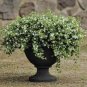 100 PCS Seeds White Bacopa Perfect Flowers for Hanging Baskets and Windowboxes