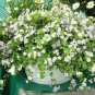 100 PCS Seeds White Bacopa Perfect Flowers for Hanging Baskets and Windowboxes