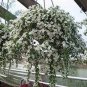 100 PCS Seeds White Bacopa Perfect Flowers for Hanging Baskets and Windowboxes