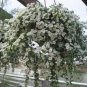 100 PCS Seeds White Bacopa Perfect Flowers for Hanging Baskets and Windowboxes
