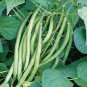 15 PCS Seeds White Bean Heirloom Organic Vegetable Bean Garden