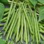 15 PCS Seeds White Bean Heirloom Organic Vegetable Bean Garden