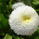 50 PCS Seeds White Bellis Perennis Daisy Flower