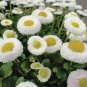 50 PCS Seeds White Bellis Perennis Daisy Flower