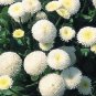 50 PCS Seeds White Bellis Perennis Daisy Flower