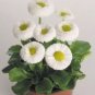 50 PCS Seeds White Bellis Perennis Daisy Flower