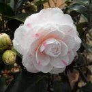 10 PCS Seeds White Camellia Flowers Seeds Double Flowers