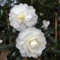 10 PCS Seeds White Camellia Flowers Seeds Double Flowers
