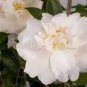 10 PCS Seeds White Camellia Flowers Seeds Double Flowers