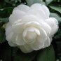 10 PCS Seeds White Camellia Flowers Seeds Double Flowers
